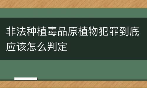 非法种植毒品原植物犯罪到底应该怎么判定